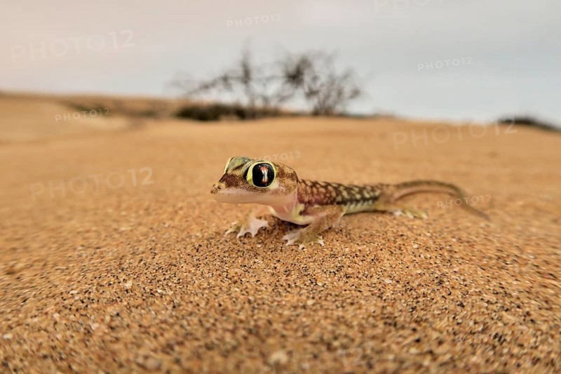 Namib gecko, namib sand gecko, web-footed gecko (Pachydactylus rangei), Namib Desert, Namibia, Africa