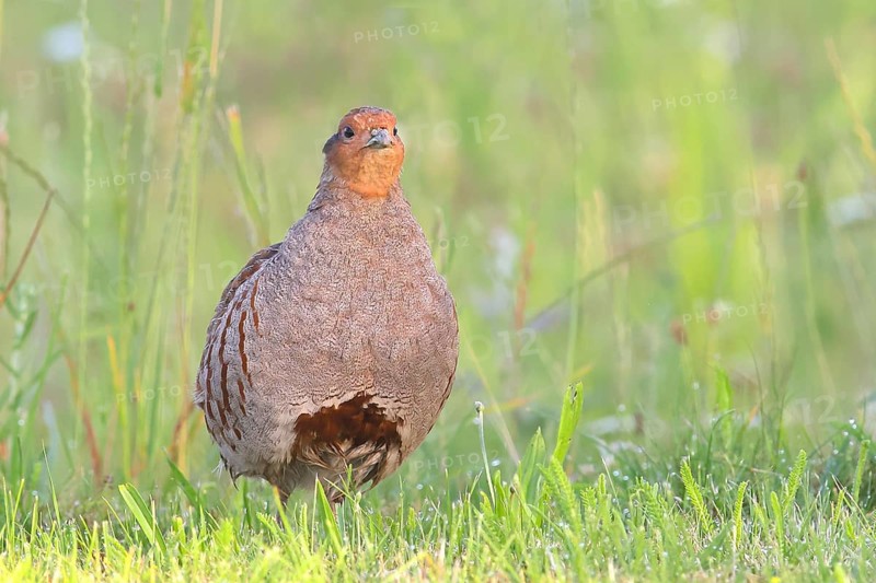 Gray partridge (Perdix perdix), rooster looking attentively, wildlife, Sankt Andrä am Zicksee, Seewinkel, Northern Burgenland, Lake Neusiedl-Seewinkel National Park, Burgenland, Austria, Europe