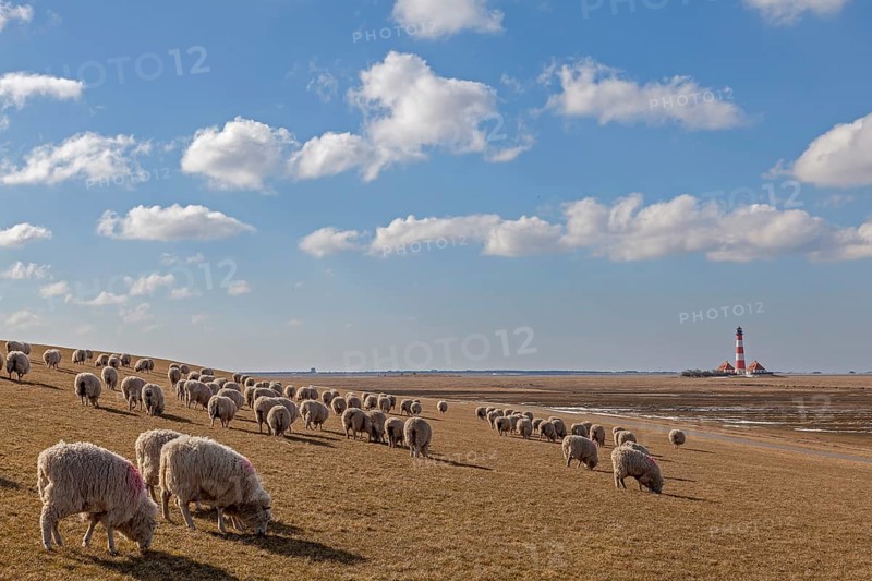 Westerheversand lighthouse, flock of sheep on dyke, Westerhever, Schleswig-Holstein Wadden Sea National Park, North Frisia, Schleswig-Holstein, Germany, Europe