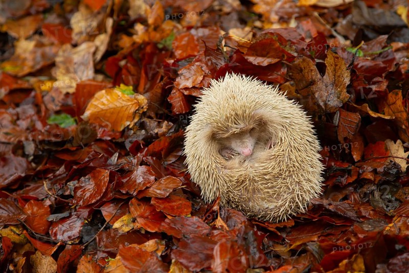 European hedgehog (Erinaceus europaeus) adult albino animal sleeping in fallen autumn leaves, Suffolk, England, United Kingdom, Europe