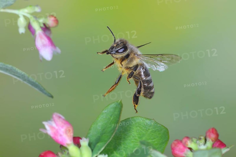 European honey bee (Apis mellifera) bee in flight, between the flowers of the common snowberry (Symphoricarpos albus), highspeed nature photo, flight photo, wildlife, insects, Siegerland, North Rhine-Westphalia, Germany, Europe