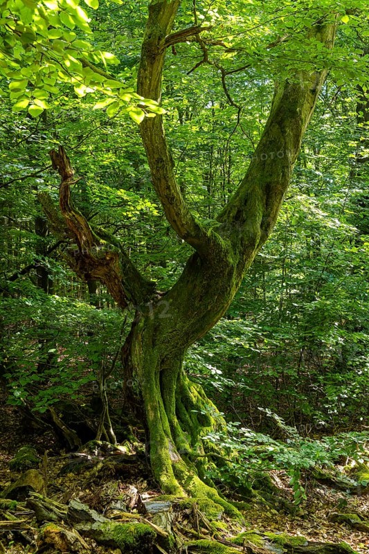 The Sababurg primeval forest, also known as the Reinhardswald primeval forest, is a nature and landscape conservation area that emerged from a hut forest. It is located near the Sababurg in the Reinhardswald in the northern Hessian district of Kassel, Reinhardswald, Reinhardswald, Hesse, Germany, Europe