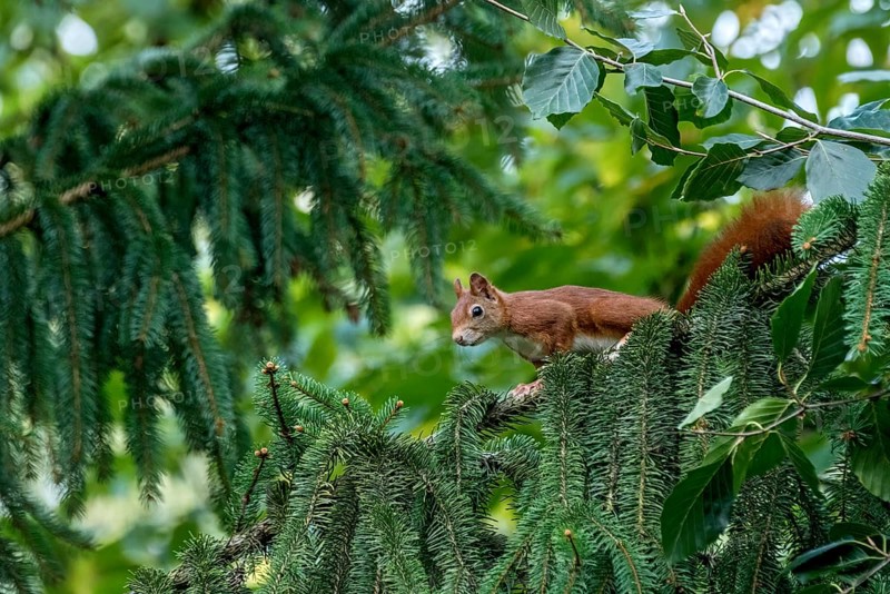 Eurasian squirrel (Sciurus vulgaris) looking attentively from a branch of a fir tree (Abies), Nidda, Wetterau, Hesse, Germany, Europe
