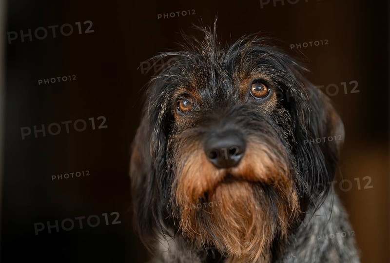 Rough-haired dachshund, male, 3 years, animal portrait, portrait, Stuttgart, Baden-Württemberg, Germany, Europe
