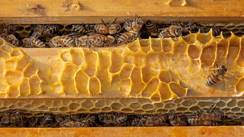Western honey bee (Apis mellifera) fruit blossom, honeycomb, beehive, petals, honey bee, beekeeper, organic honey, health, food, pollination, mass harvest, fruit tree, organic shop, bee diseases, biosphere reserve, varroa mite, Saxony-Anhalt, Germany, Europe