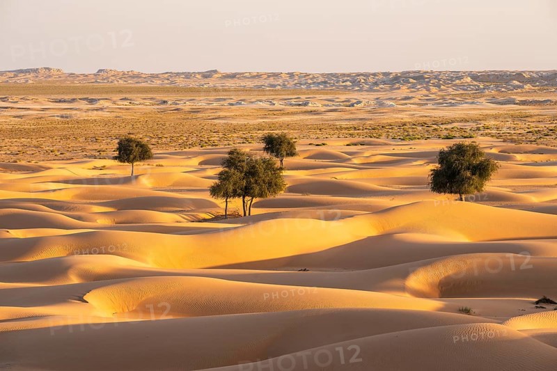 Sand dunes with Bäin desert, near Duqm, Oman, Asia