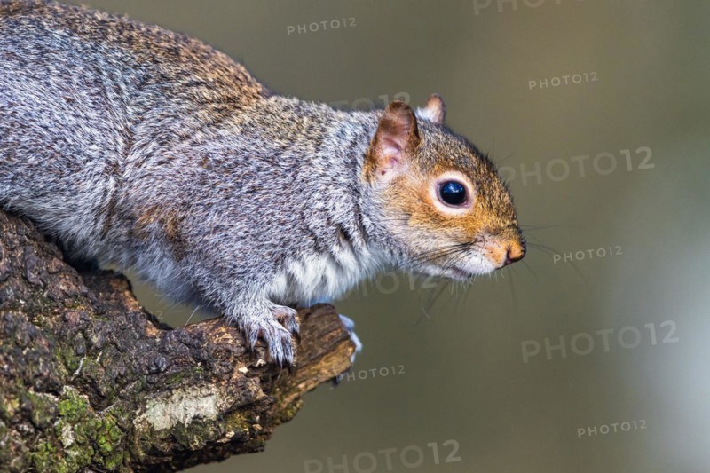 Portrait of Grey Squirrel, Sciurus carolinensis in a forest at winter