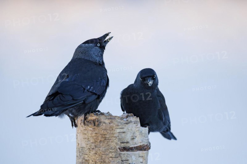 Western jackdaws (Corvus monedula), Germany, Europe