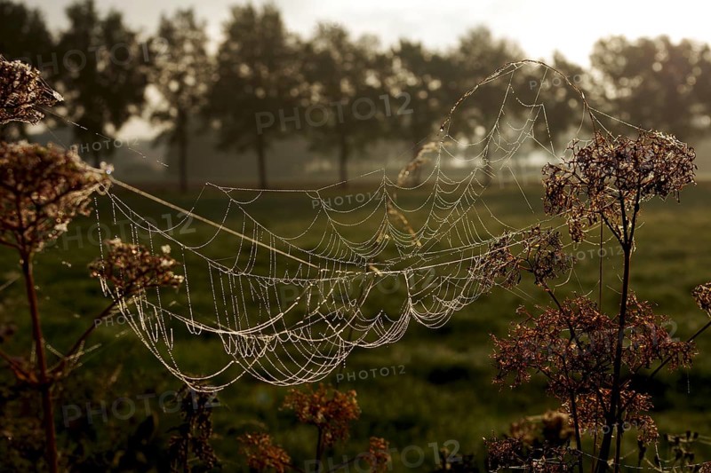 Spider's web, Construction, Nature, Backlight, The fine threads of the spider's web glow in the light of the sun