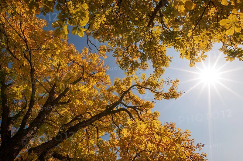 Backlit photograph of treetops of chestnuts with autumn leaves, Bavaria, Germany, Europe