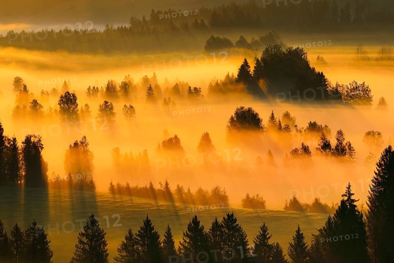 Fog and forest at the Rothenthurm high moor, Canton Schwyz, Switzerland, Europe