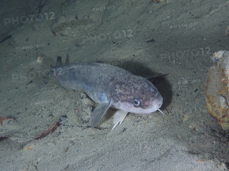 Burbot (Lota lota), Rutte, lying on the lake bottom, diving site Kleiner Parkplatz, Herrliberg, Lake Zurich, Canton Zurich, Switzerland, Europe