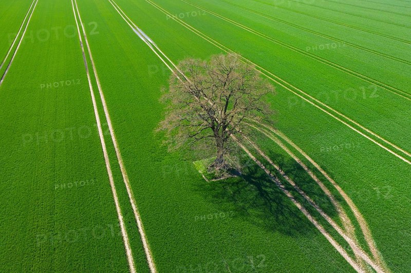 Aerial view over solitary common oak, pedunculate oak, English oak (Quercus robur) tree in farmland, field showing parallel tractor tracks