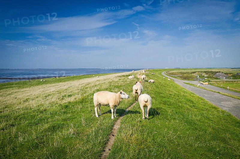 Sheep on the dyke, Rantum Basin, cycle tour, tourism, travel, North Sea, island, Sylt, Germany, Europe