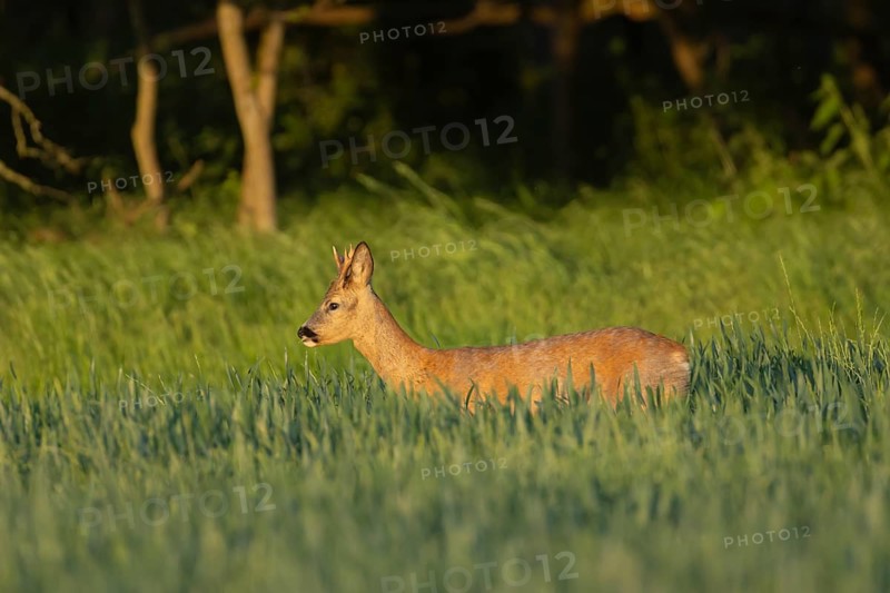 Roe deer (Capreolus capreolus) adult male buck animal in a farmland wheat field in the summer, Suffolk, England, United Kingdom, Europe