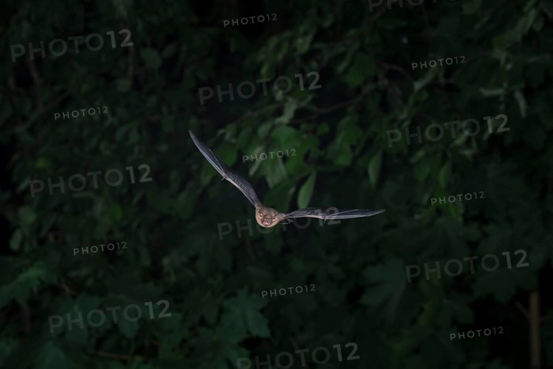 Common pipistrelle (Pipistrellus pipistrellus) hunting insects in front of deciduous forest, Brandenburg, Germany, Europe