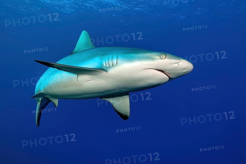 Female grey reef shark (Carcharhinus amblyrhynchos) swimming through open water blue sea, Pacific Ocean, Caroline Islands, Yap Island, Yap State, Federated States of Micronesia, Australia, Oceania