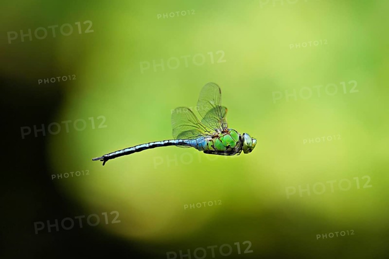Emperor dragonfly (Anax imperator), in flight, Selger Moor, Canton Zurich, Switzerland, Europe