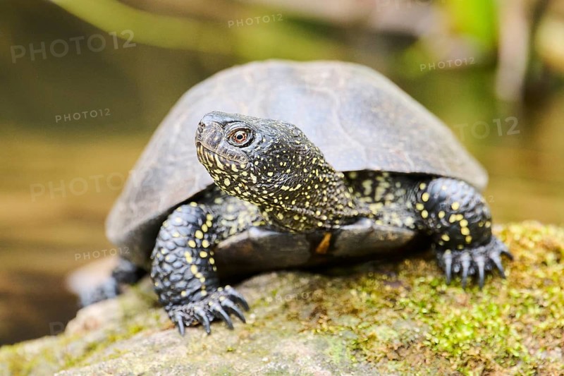 European pond turtle (Emys orbicularis) on a rock, Bavaria, Germany, Europe