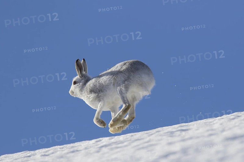 Mountain hare (Lepus timidus), Alpine hare, snow hare in winter pelage running in the snow down mountain slope