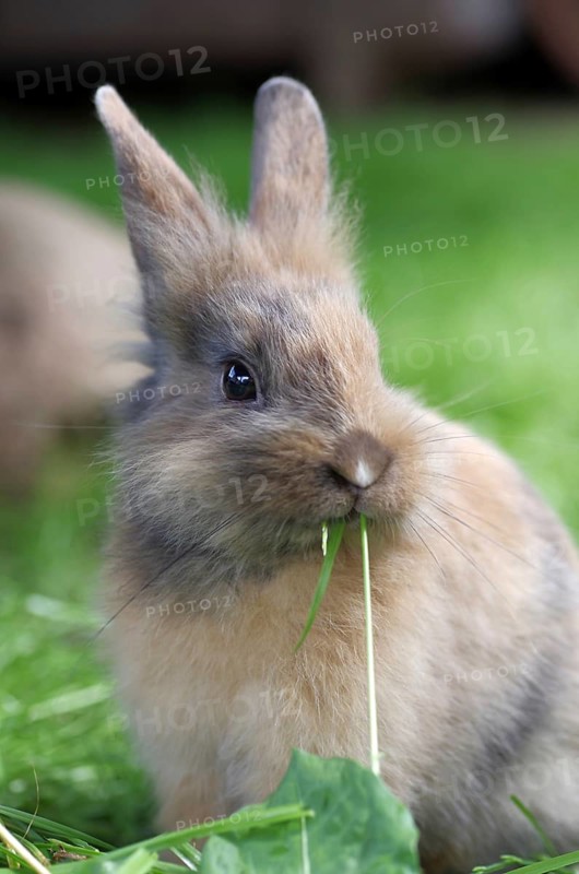 Rabbit (Cuniculus), hare, pet, portrait, cute, blade of grass, Easter, A young rabbit has a blade of grass in its mouth