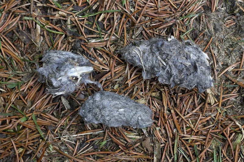 Regurgitated pellets of Long-eared owl (Asio otus) (Strix otus) in forest showing bones, skull and fur of mice, Belgium, Europe