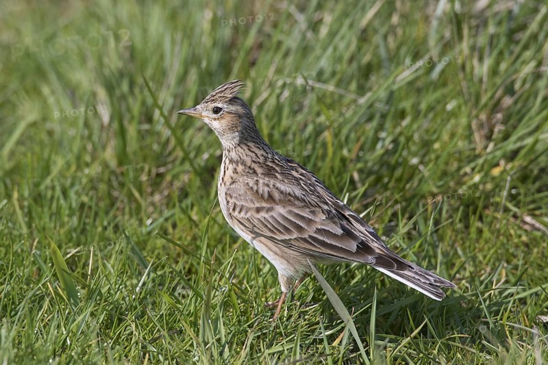 Eurasian skylark (Alauda arvensis) foraging in field, meadow with raised crest on head in spring