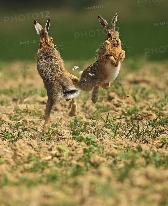 European hare (Lepus europaeus) Mating season, so-called gathering time, males quarrelling with each other, Lower Austria, Austria, Europe