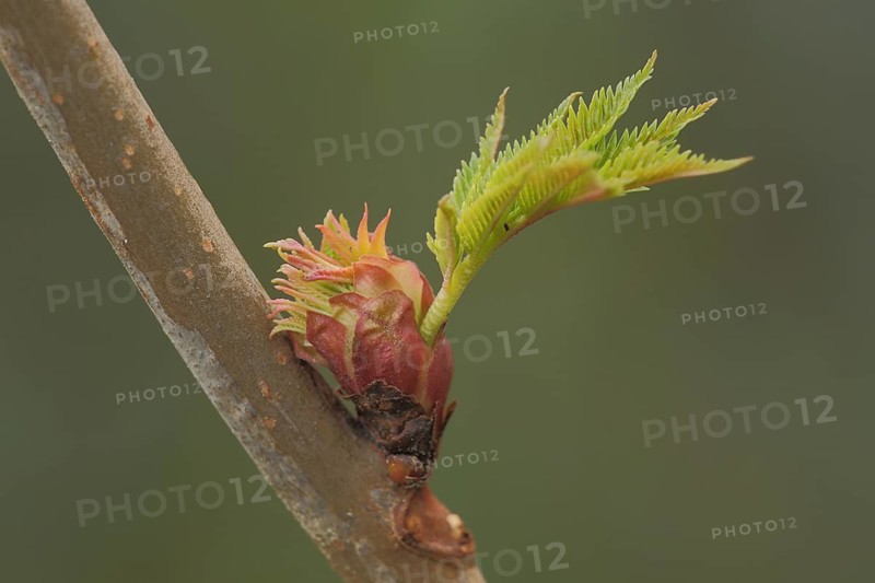 Young shoot of a forsythia (Forsythia x intermedia) with branch, leaf, plant, Luisenpark, Mannheim, Hesse, Germany, Europe