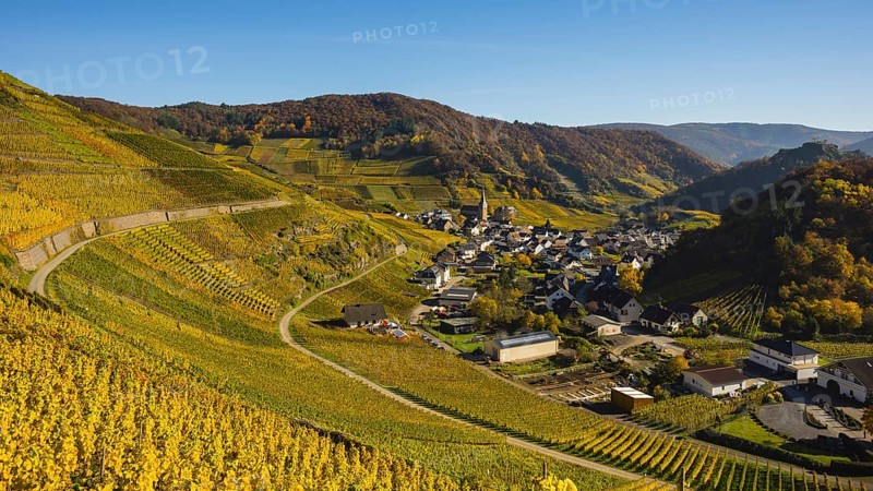 Vineyards in autumn, Mayschoß with parish church, red wine growing region Ahrtal, red wine of the Pinot Noir and Portugieser grape is grown here, Eifel, Rhineland-Palatinate, Germany, Europe