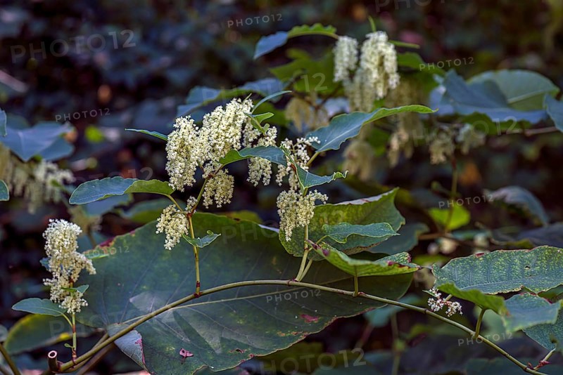 Flowering Japanese knotweed (Reynoutria japonica), Bavaria, Germany, Europe