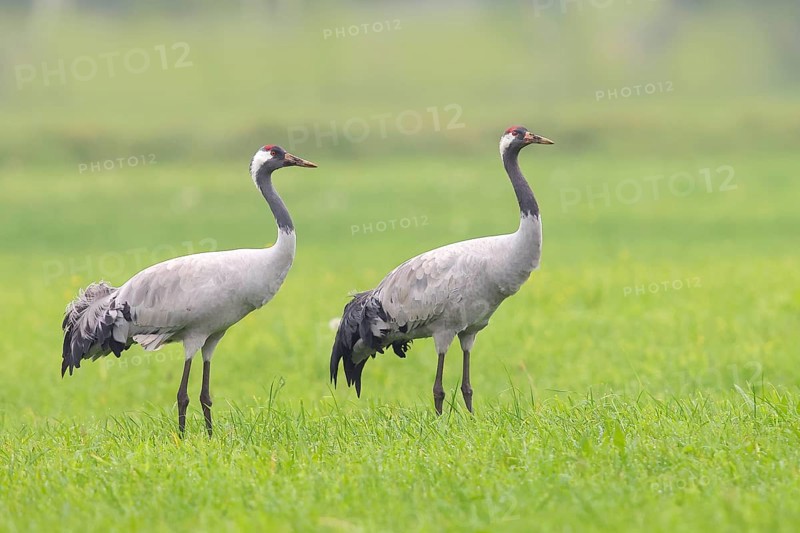 Crane, common crane (Grus grus) Pair standing in a meadow in autumn, Rehdener Geestmoor, Dümmer nature park Park, Lower Saxony, Germany, Europe