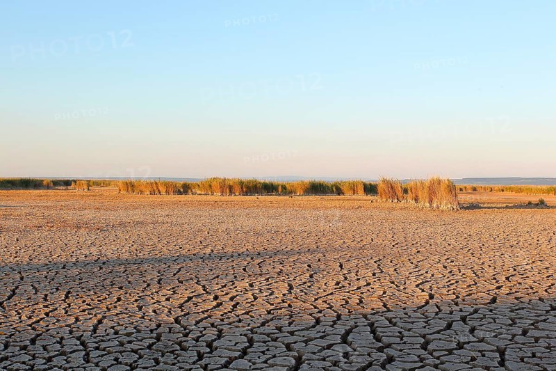 Heavily desiccated soil with reeds, Illmitz, Lake Neusiedl, Lake Neusiedl-Seewinkel National Park, Burgenland