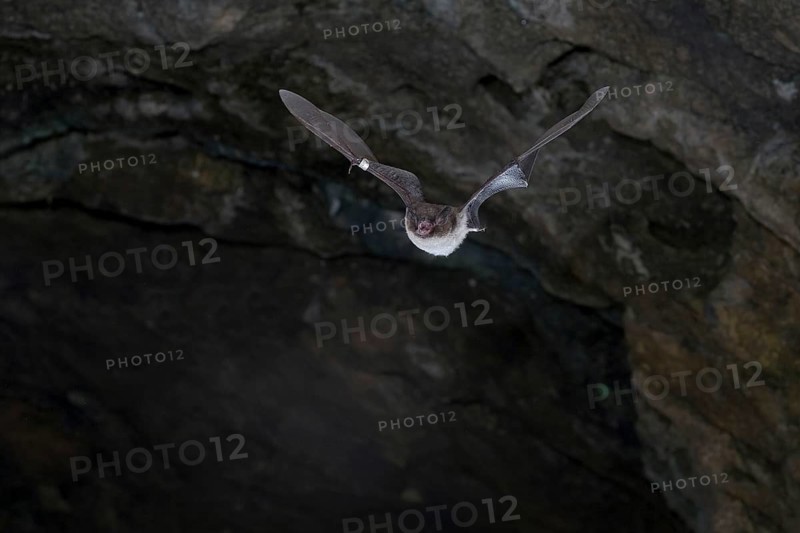 Daubenton's bat (Myotis daubentonii) ringed water bat flying from the summer roost of a cave, Lower Saxony, Germany, Europe