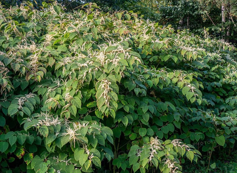 Flowering Japanese Knotweed (Fallopia Japonica), an invasive piece in Abbekås, Skurup Municipality, Scania Sweden, Scandinavia