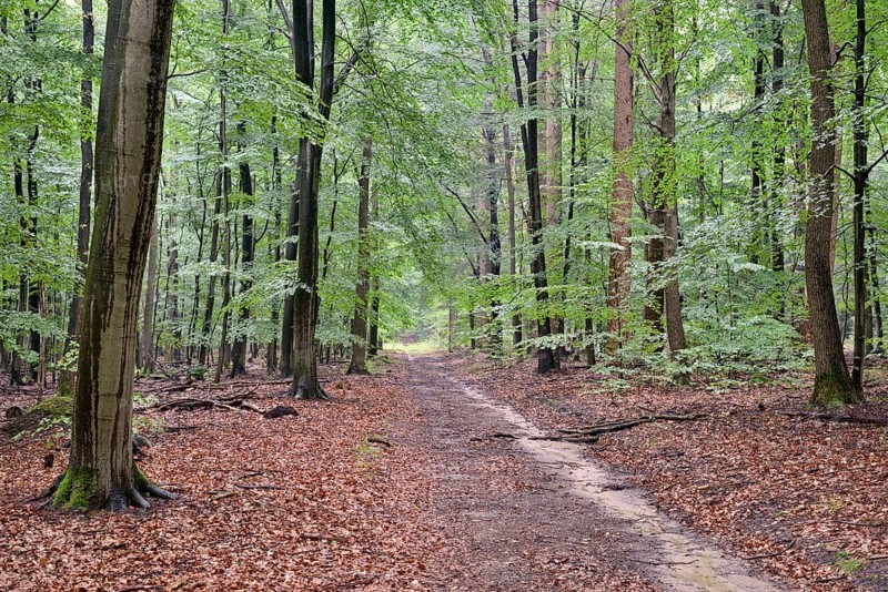 Hiking trail leads through a mixed forest, Lüßwald, Südheide nature park Park, Lüneburg Heath, Lower Saxony, Germany, Europe