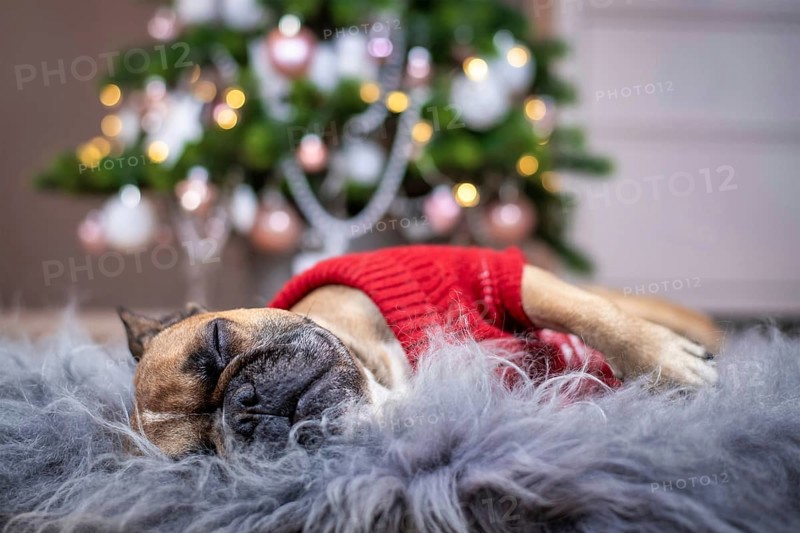 Cute tired French Bulldog dog wearing a red knitted Christmas sweater sleeping on cozy fur blanket in front of pink decorated Christmas tree in background