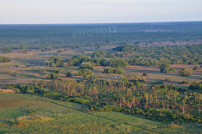 Mushitu Forest or Swamp Forest, Kasanka National Park, Zambia, Africa