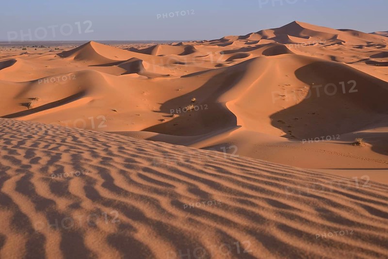 Dunes in the morning light, Great Sand Sea, Sahara, Merzouga, Meknès-Tafilalet region, Morocco, Africa