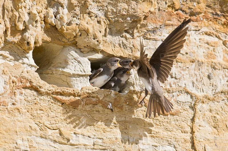 Sand martins (Riparia riparia), Emsland, Lower Saxony, Germany, Europe