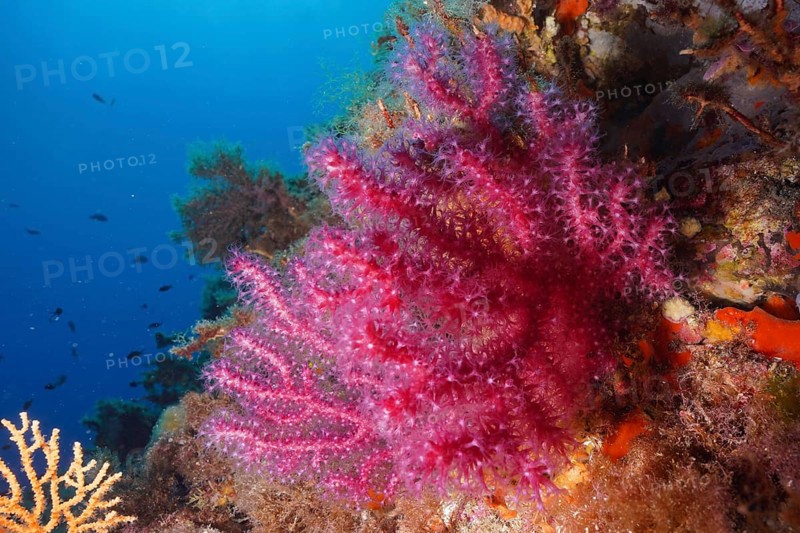 Violescent sea-whip (Paramuricea clavata) with open polyps in the Mediterranean near Hyères. Dive site Giens Peninsula, Côte dAzur, France, Europe