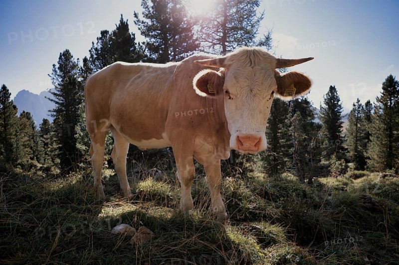 Cow, Sella Pass, Selva di Val Gardena, Val Gardena, South Tyrol, Italy, Europe