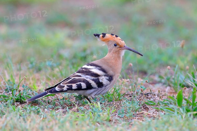 Hoopoe (Upupa epops), foraging in a meadow, Lake Neusiedl National Park, Seewinkel, Northern Burgenland, Burgenland