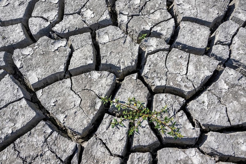 Plant and cracked soil, heavily dried out Zicksee, Lake Neusiedl-Seewinkel National Park, Burgenland, Austria, Europe