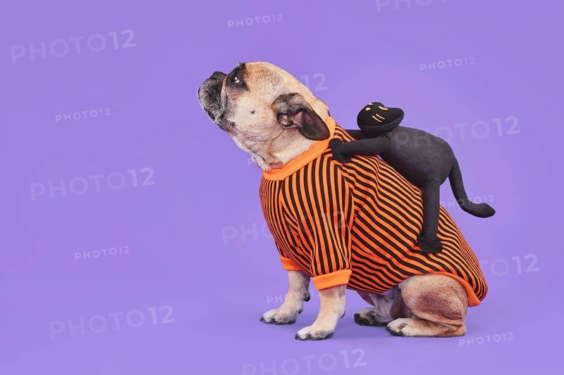 Funny Halloween dog costume. French Bulldog with spooky black cat riding on its back on purple background with copy space