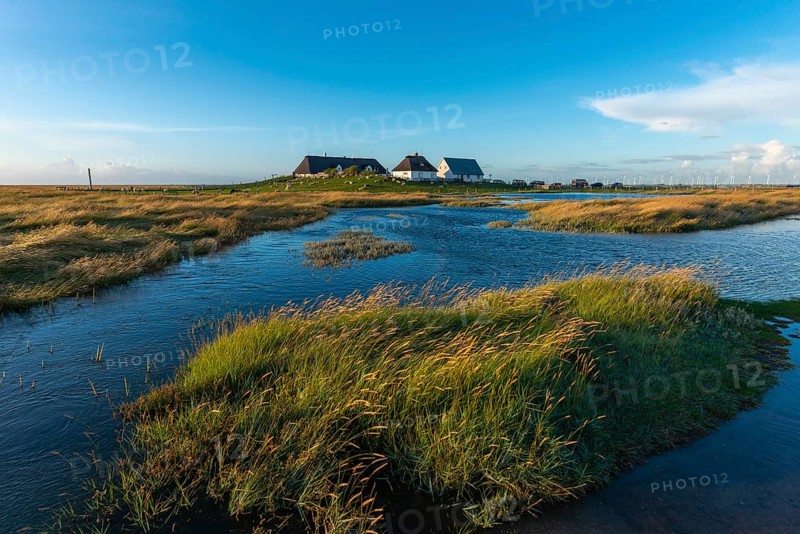 Hamburger Hallig, Reußenköge, North Frisia, dwelling mound, reed houses, grasses, sheep, evening light, blue sky, Schleswig-Holstein, North Germany, Germany, Europe