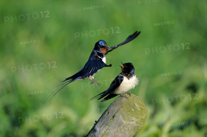 Barn swallows (Hirundo rustica), pair, male flies to copula, swallow, swallows, Netherlands