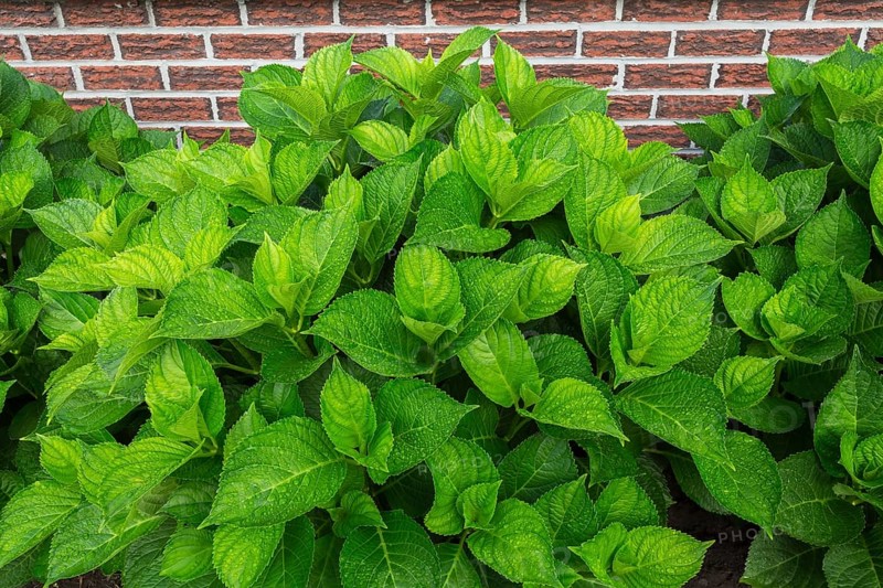 Bigleaf Hydrangea (Hydrangea macrophylla) leaves covered with raindrops in summer, Quebec, Canada, North America