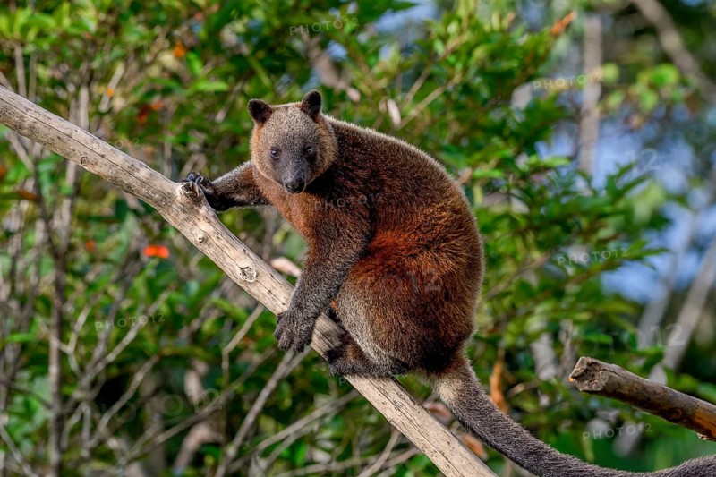 Doria tree kangaroo (Dendrolagus dorianus) in a nature park, Mount Hagen, Western Highlands, Papua New Guinea, Oceania