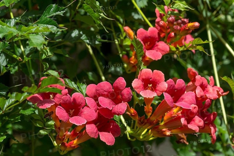 Flowers of a trumpet creeper (Campsis), Bavaria, Germany, Europe